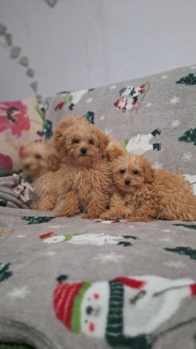 Той пудел пуделчета той