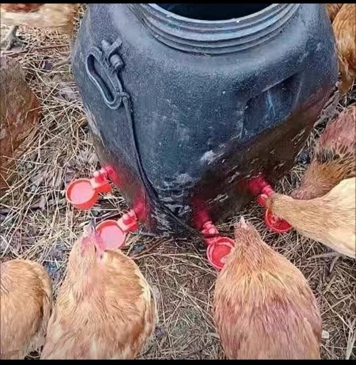Поилка для кур и цыплят