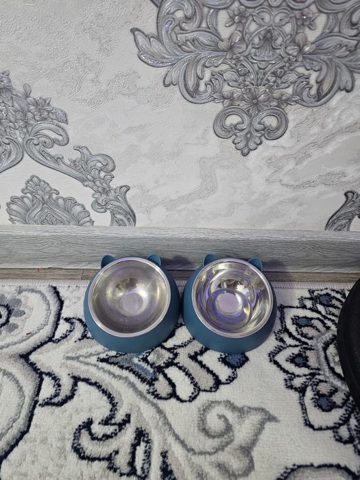 Scotish Fold Mushuk Sotıladı.