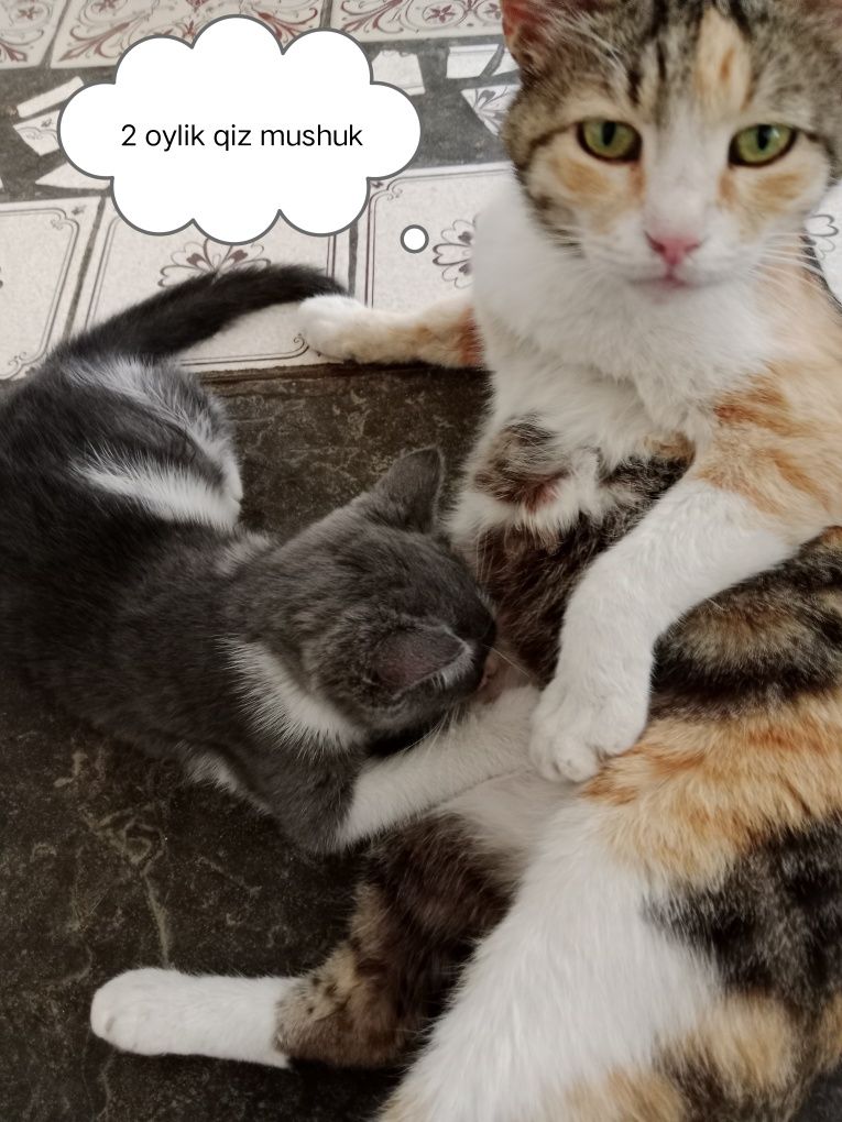 Mushuk bolasi 2 oyli qiz