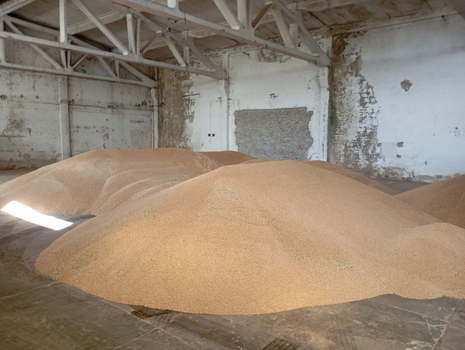 Vând Porumb  și Grâu recoltă 2025 la 1,3 lei /kg