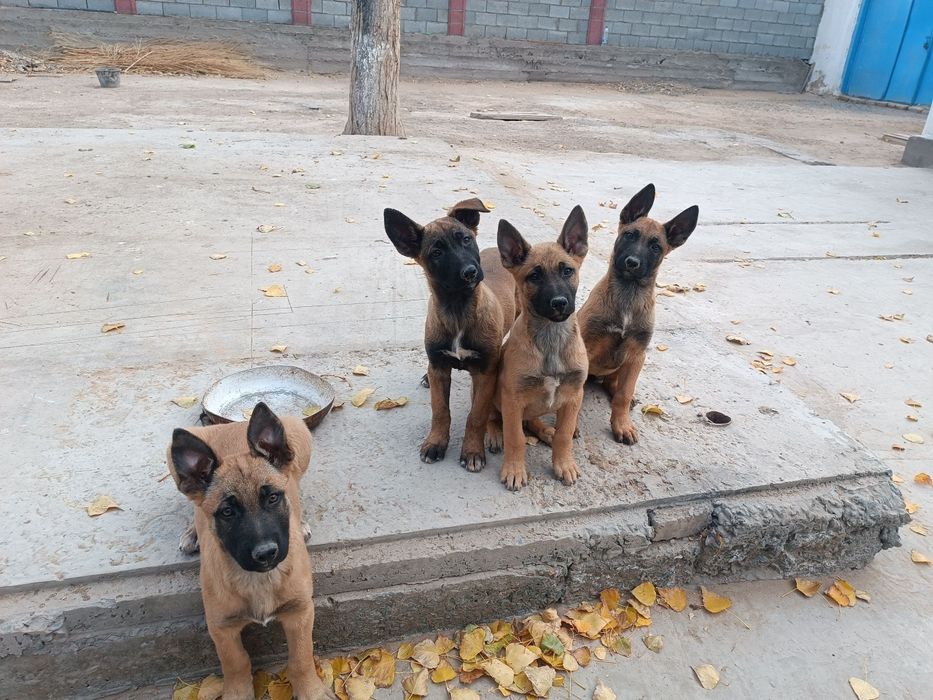 Бельгийская малиуна