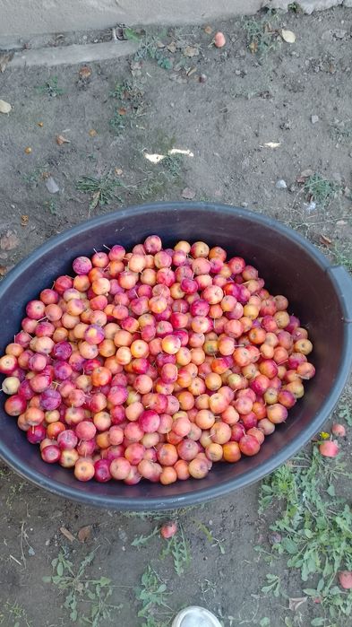 Райки Ранетки вкусные сочные