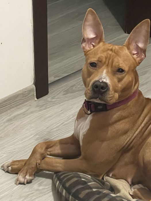 Подарявам Стафордширски бултериер