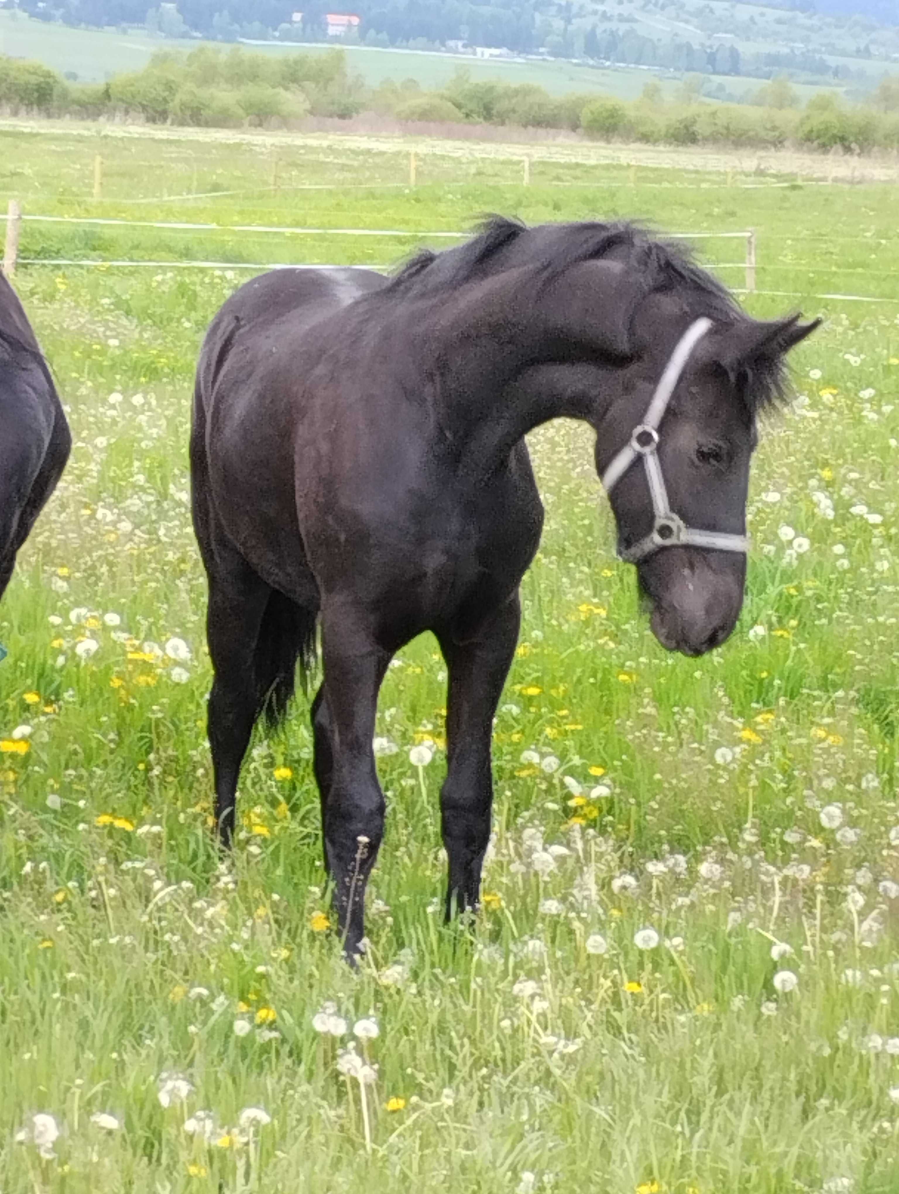 Lichidare cai friesian
