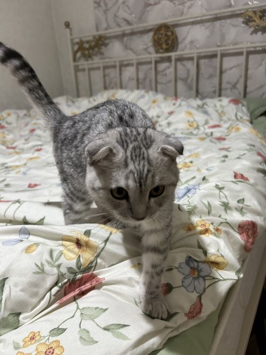 Продам котенка, за 20000 тысячи