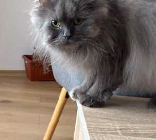 Женска Персийска котка