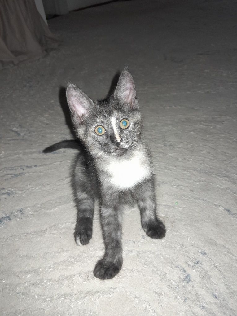 Котёнок в добрые руки .