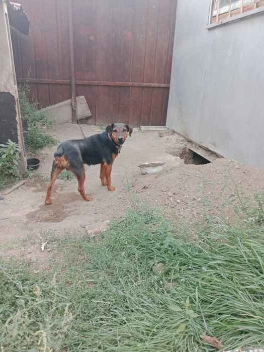 Продается охотничьи ягдтерьер