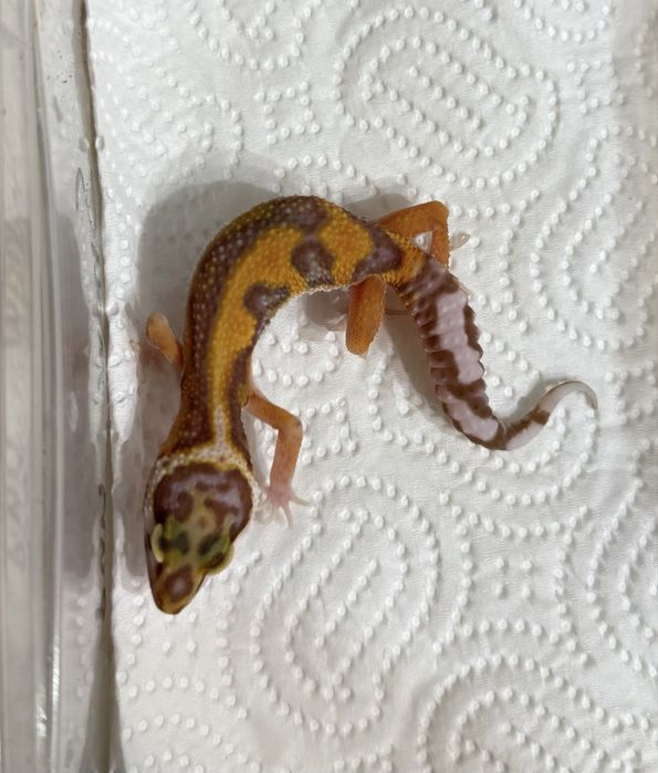 Бебета леопардови гекони и др.