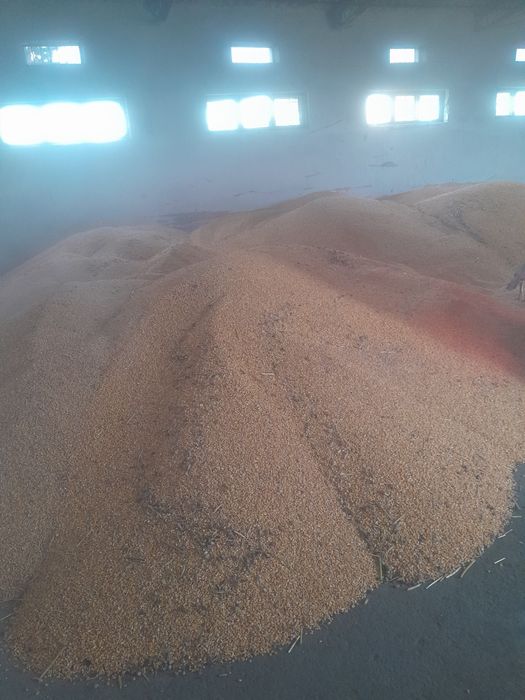 Grăunțe de vanzare