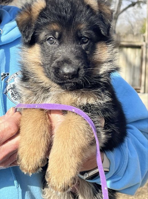 Fetita ciobanesc german