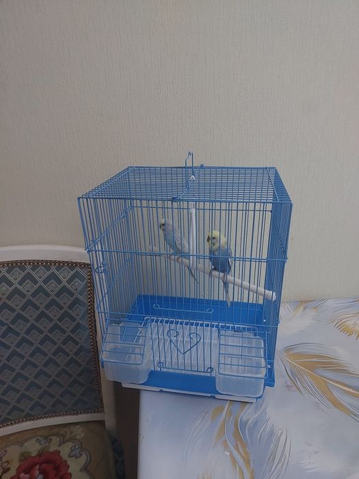 Попугайчики клетка корм минералами