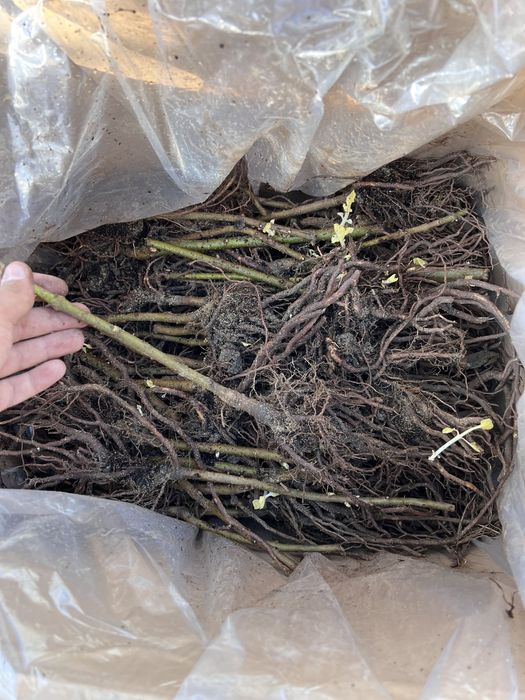 Paulownia SHANTONG PREMIUM: Butasi, Seminte, Drajoni