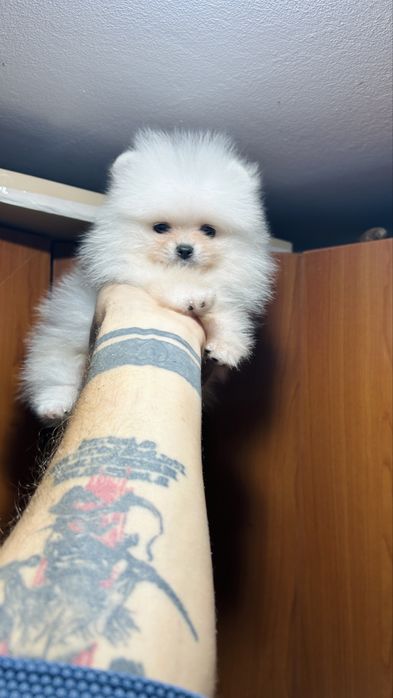 Pomeranian cu pedigree UCHR