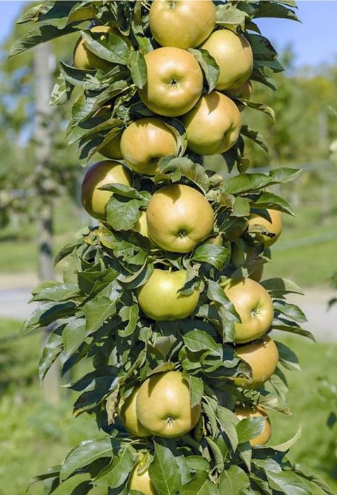 Pomi Fructiferi Pitici DWARF (MAR )