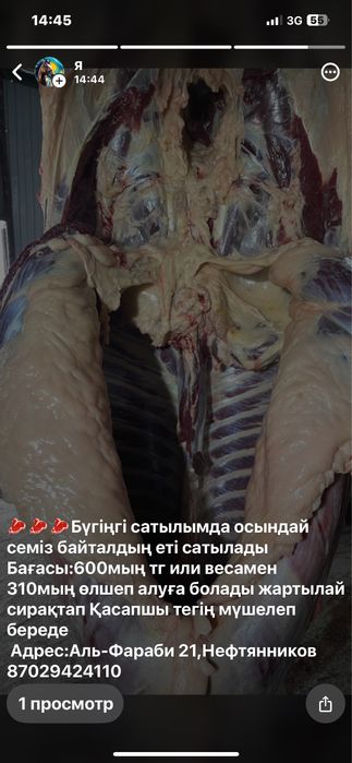 Согым жылкы еті лошади конина