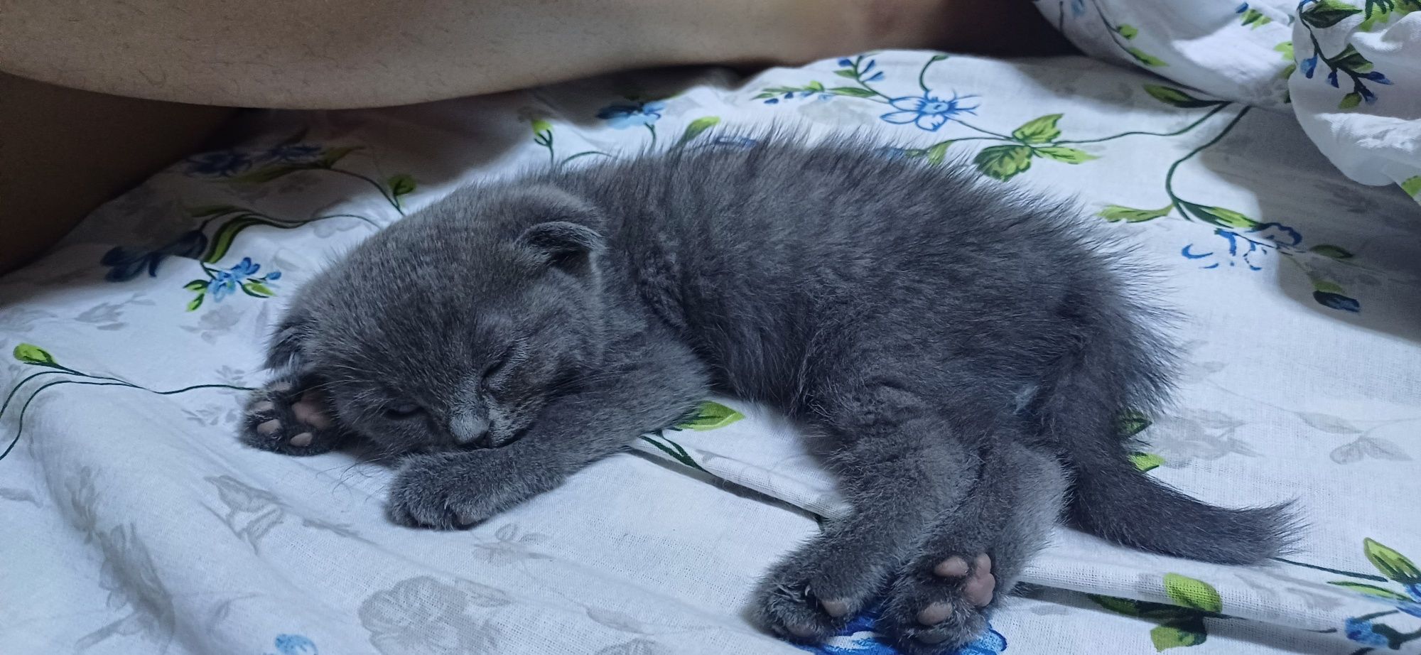 Скотиш фолд 1.5 месяцев