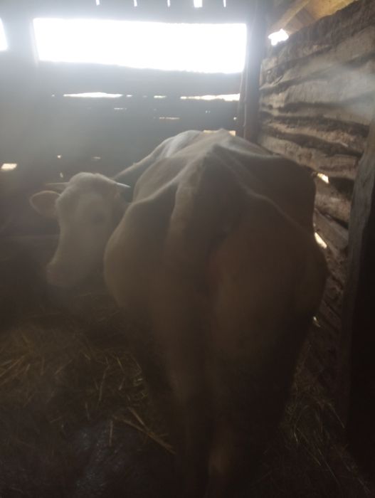 De vânzare trei vaci