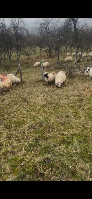 Oi țurcane de vanzare