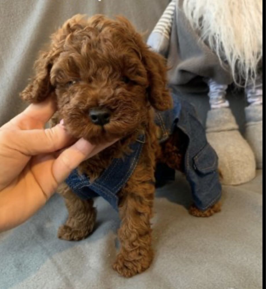 Пудел той /Poodle toy с родословие