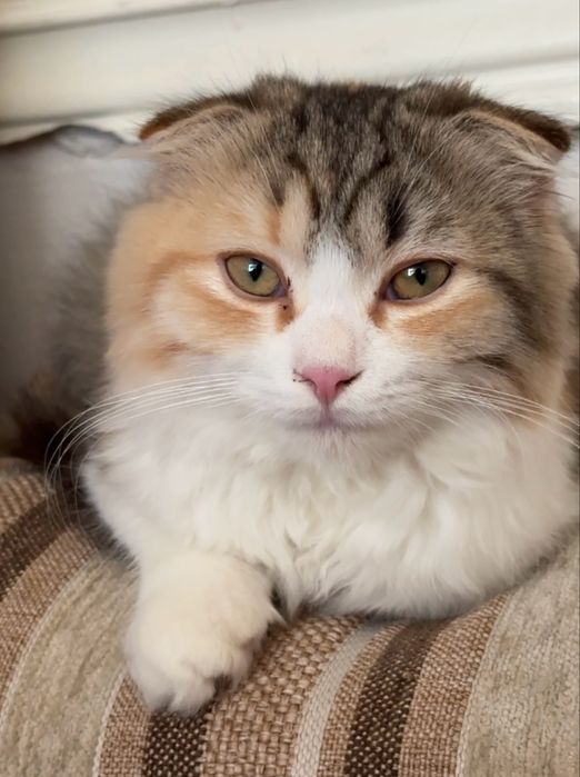 Продается кошка шотландский фолд турецким ангором