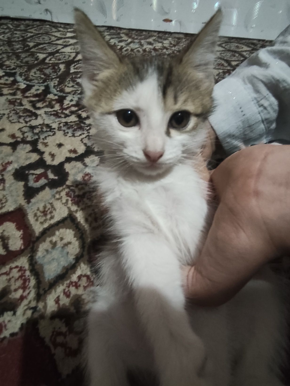 Mushuk hadyaga beriladi