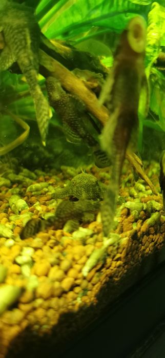 Pești Ancistrus de vânzare 4-6cm