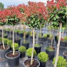 Photinia globular