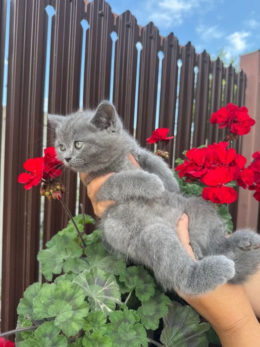 Pui de pisica rasa British shorthair