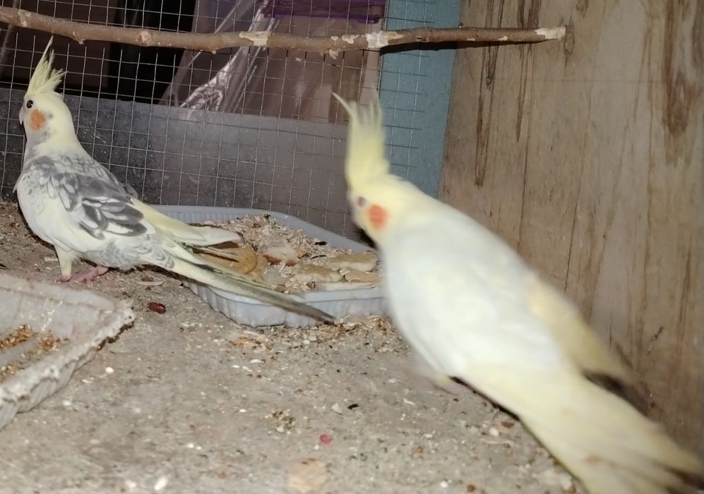 Тоти кушлар корела зоти параси 300000 Минг сум