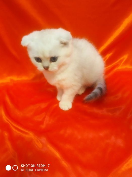 Продаются катята