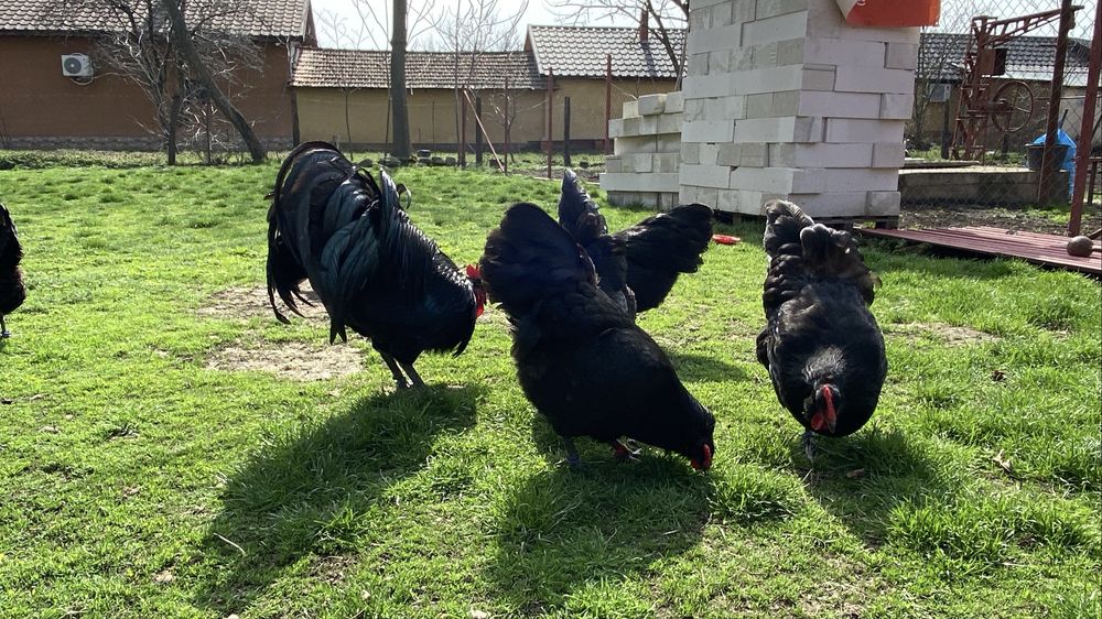 Oua incubat australorp