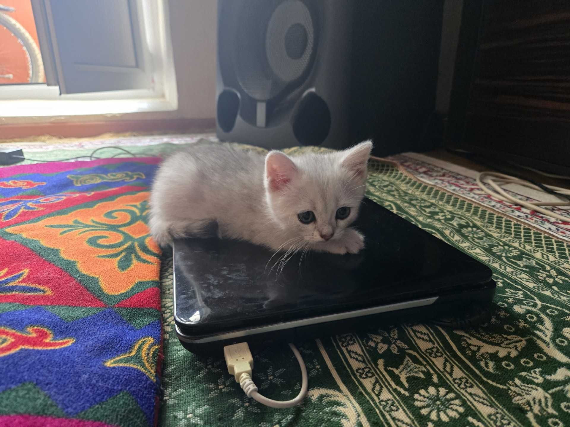 Продам шиншиловых котят