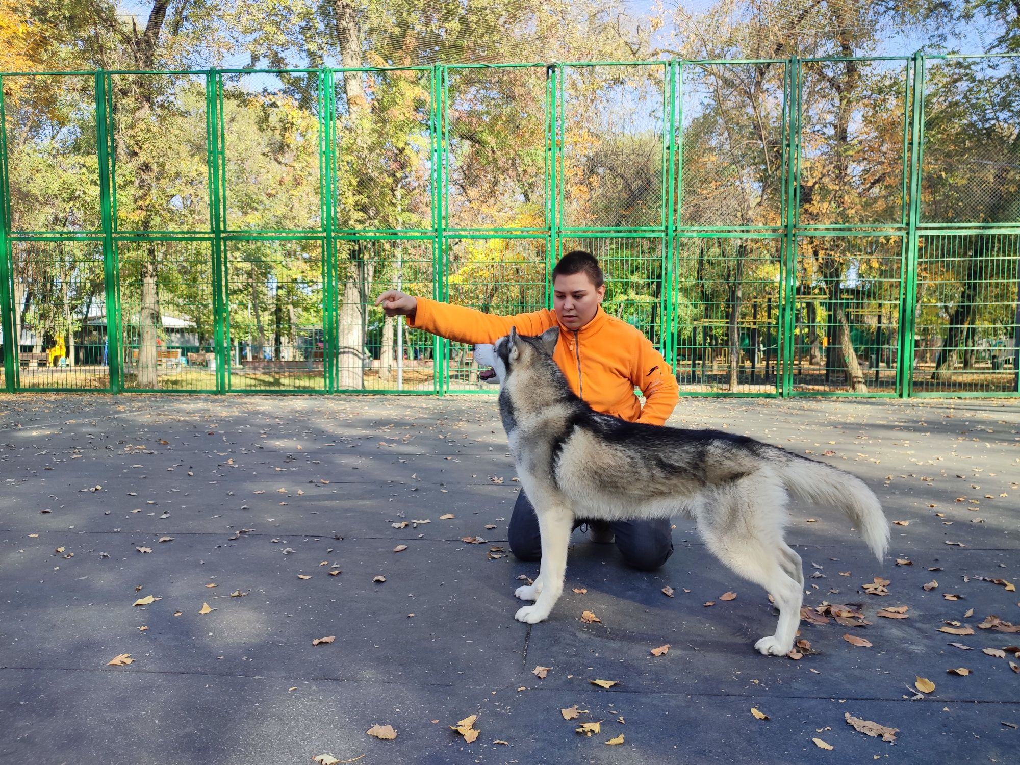 Вязка хаски СКК, ОКД, ездовой спорт