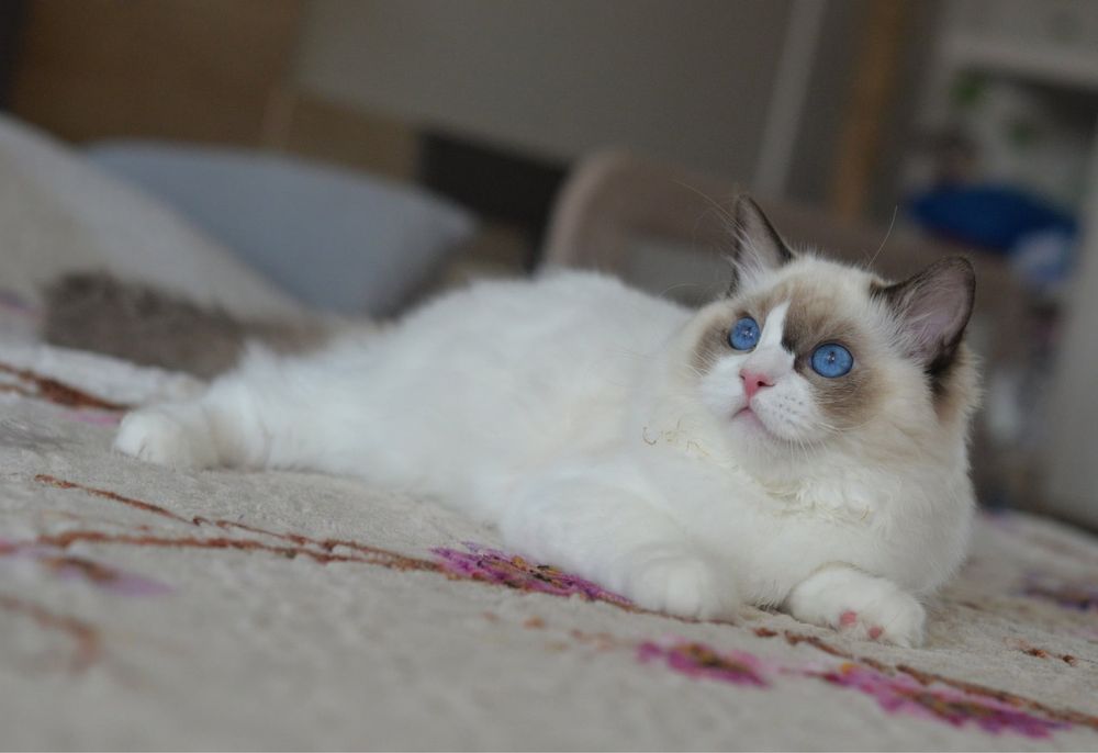 РАГДОЛ котенца търсят своите нови семейства. Ragdoll kittens.