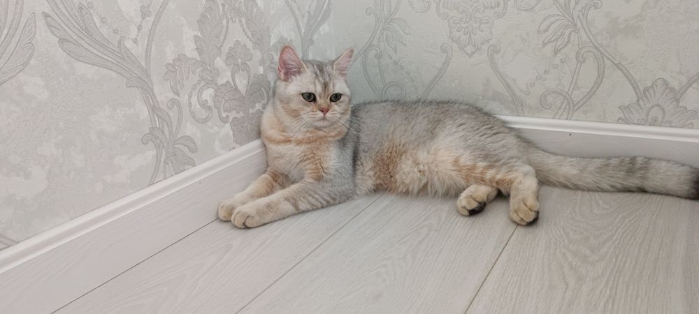 Сотилади  shinshilla