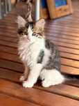 Котята от кошки крысыловки