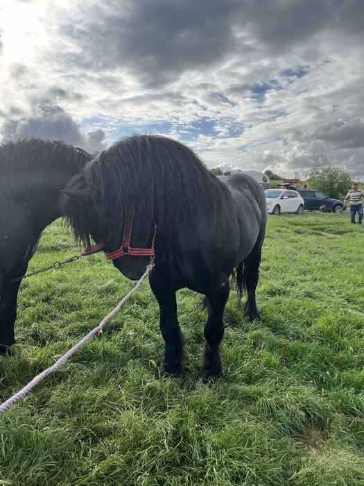 Armasari de vanzare .