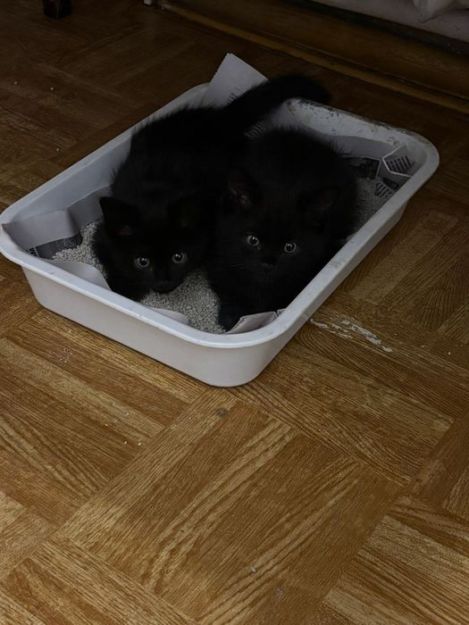 Отдам котят в добрые руки