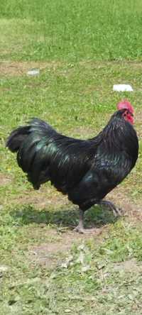 Cocos australorp tanar