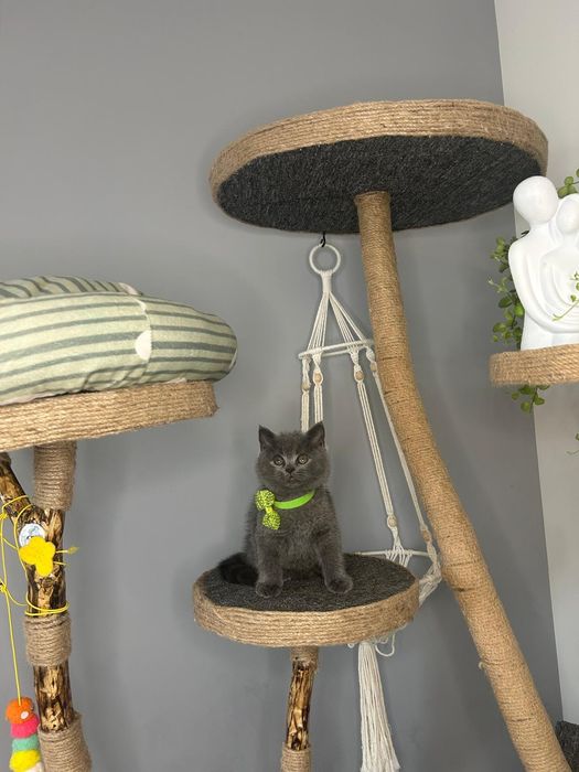 British shorthair asigur transport pedigree