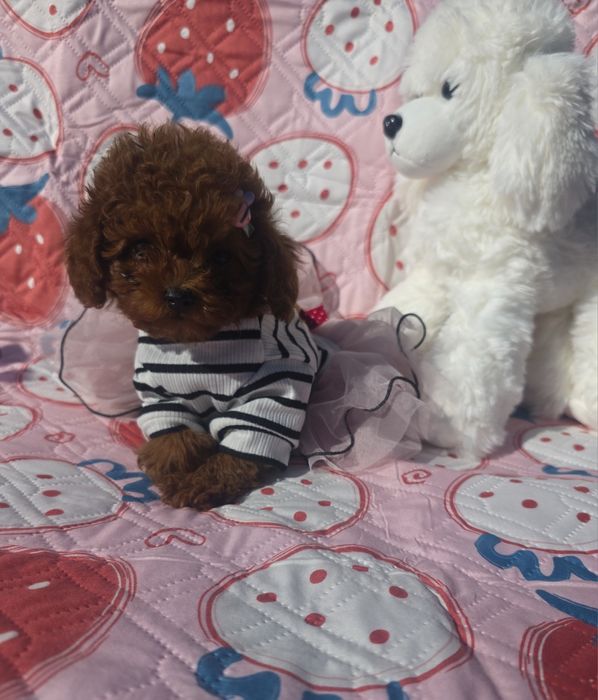 Той пудел /Toy poodle/ 100% Toy/Всички ваксини