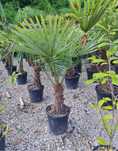 Plante ornamentale de orice specie la pret de producator