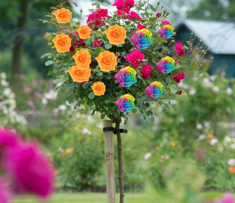 Trandafiri Pomisori În 3 Culori