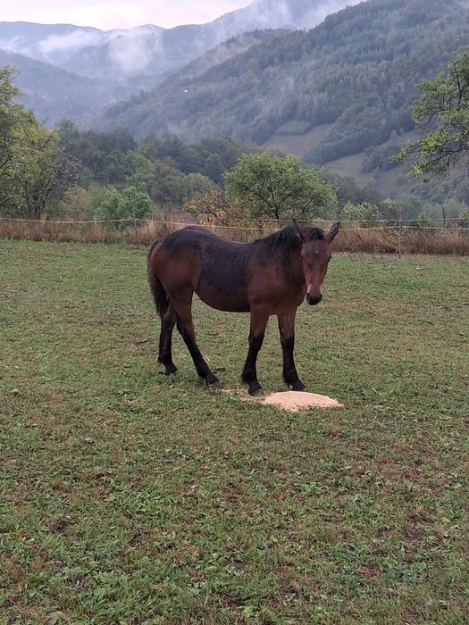 Vând  mânza se trage din  iepa semi grei
