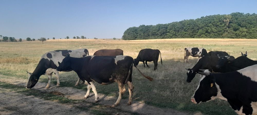 Vand vaci baltata românească