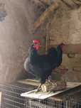Cocoși australorp