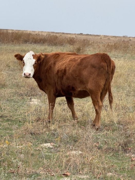 семиз сыйр кашар огіз сатлады