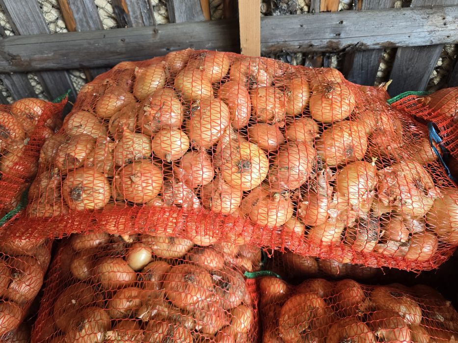 Ceapă plată Stuttgart